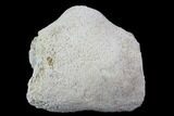 Agatized Fossil Coral Geode - Florida #97907-2